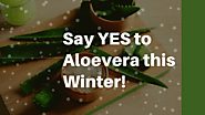 Say YES To Aloe vera This Winter! – Vitro Naturals