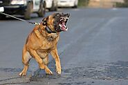 Top 10 Most Dangerous Dog Breeds In The World 2021 - WebGerm
