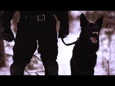 Infidel Body Armor-How to Evade a Search Dog
