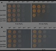The Essential Role of the Deinococcus radiodurans ssb Gene in Cell Survival and Radiation Tolerance