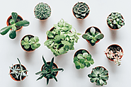 Innovative Ways to Decorate Your Living Spaces with Plants