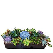 Find Real Houseplants for Sale