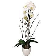 Get the Best Floral Arrangements with Orchids Online