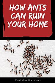 How Ants Can Ruin Your Home | Early Bird Pest Arizona