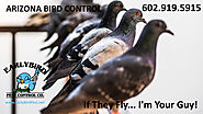 Arizona Bird Control Service - Early Bird Pest Control