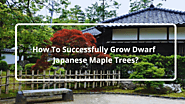 Magnify Your Garden By Planting Dwarf Japanese Maple