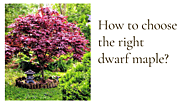 How to choose the right dwarf maple?