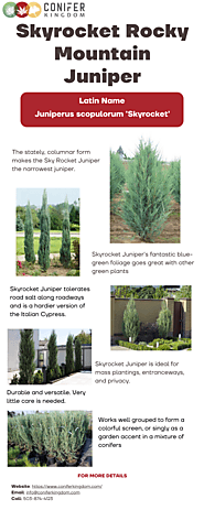 Buy Skyrocket Juniper Trees At Best Price | Conifer Kingdom