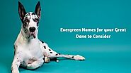 names for great danes