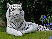 Tiger in Hindi | India National Animal in Hindi | बाघ के बारे में पूरी जानकारी - Solid News