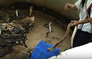 Man Selecting Cobras For Snake Show video -ये शख्स खेलता है दो हजार सांपों से रोजाना, क्या है वजह , यहां देखें वीडियो