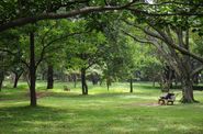 Cubbon Park