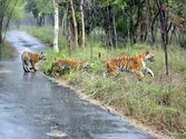 Bannerghatta national park