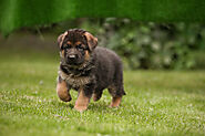 Where You Can Buy A Purebred German Shepherd Puppy & What’ The Price?