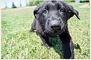 Why Black Shepherd Puppies Make Adorable Pets?