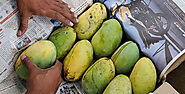 Mango Season: Are You Sure the Mangoes you are eating are Healthy?