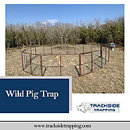 Getting A Wild Pig Trap in Texas is Not a Hard Task Anymore for Catching Hogs