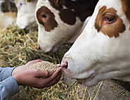 Animal Feed Franchise In India | Top Animal Feed Franchise Opportunities