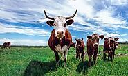 Animal Feed Manufacturers In India | Animal Feed Manufacturing