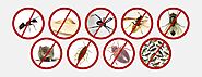 Different Types of Pest Control Services to Consider for Your Home