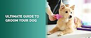 Dog Grooming Tips at Home | Dog Grooming Guide - MDX Concepts