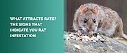 What Attracts Rats? | Signs of Rats and Infestation - MDX — MDX Concepts