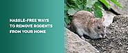 How to Get Rid of Mice | Rat Prevention Tips - MDX Concepts