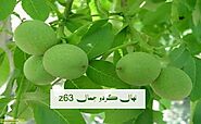 نهال گردو جمال z63