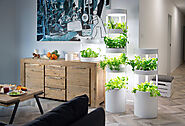 Know How to Make Indoor Garden with Easy Steps
