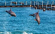 Dolphin Watching Cruises