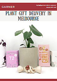 Plant Gift Delivery In Melbourne