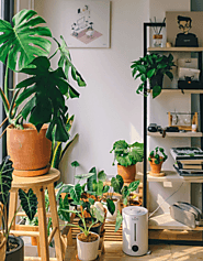 Top 5 Tips For New Indoor Plant Parents | Caring for indoor plants