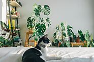 What Indoor Plants Are Safe For My Cat? | toxic indoor plants