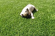 Website at https://turfgrassswflorida.com/pet-turf-artificial-grass-dogs/