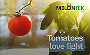 Top Tips of Plant Tomato Growth