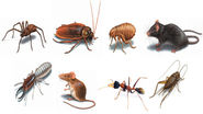 Various Effective Options to Control Pests