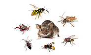 How to Control Rodent and Bugs