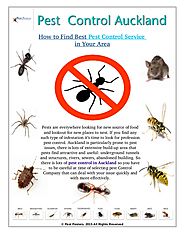 How to Find Best Pest Control Service in Auckland
