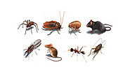 Easy Alternatives to Get Rid of Pests