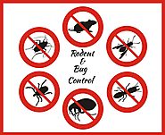 Pest Control - Get Rid From Rodents and Bugs