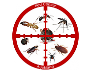 How Auckland Pest Control Protect Your City