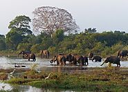 Visit a National Park and See Elephants
