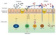 Role of the normal gut microbiota