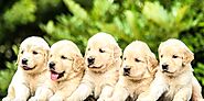 Nationwide Healthy and Cute Puppies For Sale