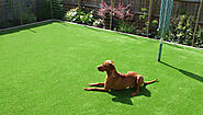 Artificial Grass Pet Turf