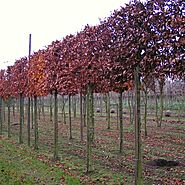 Pleached and espalier screening trees available for delivery.