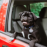 How To Care Puppy When Riding In A Car? | TOBBI USA