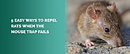 5 Easy Ways to Repel Rats When The Mouse Trap Fails