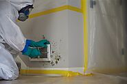 How Mold Removal In Cape Coral Works? Know All From Here!