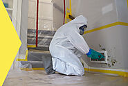 Avail Yourself of Mold Remediation Services to Keep Your Home Hygienically Safe